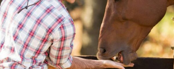 compléments alimentaires pour chevaux