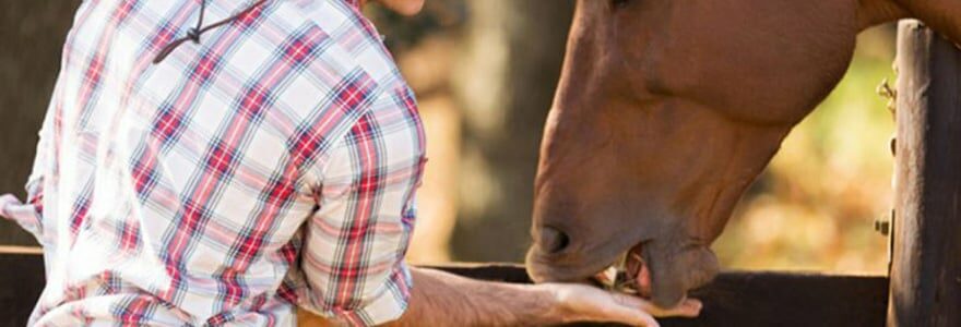 compléments alimentaires pour chevaux